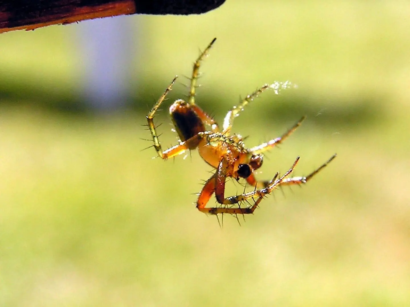 Close Up Shot of Bug